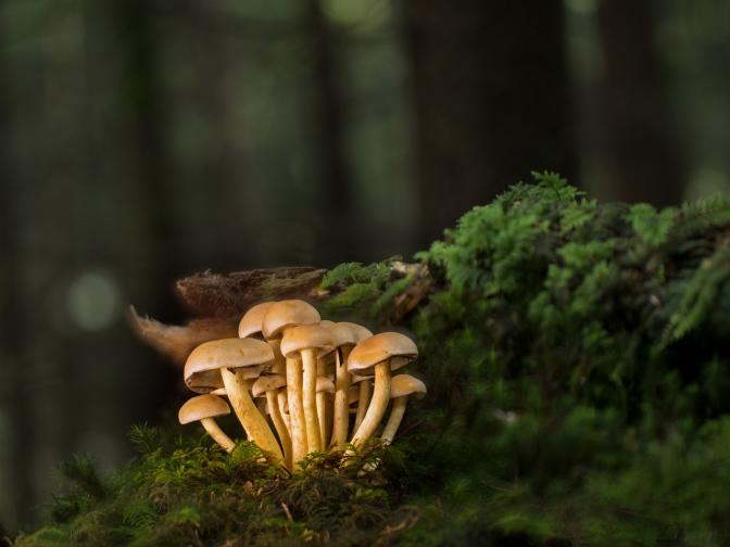 Mushrooms, Mycology, Fungus image.