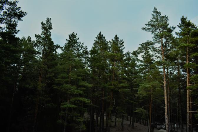 Green tree tops