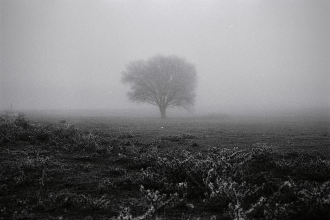 Tree on a Meadow in Fog