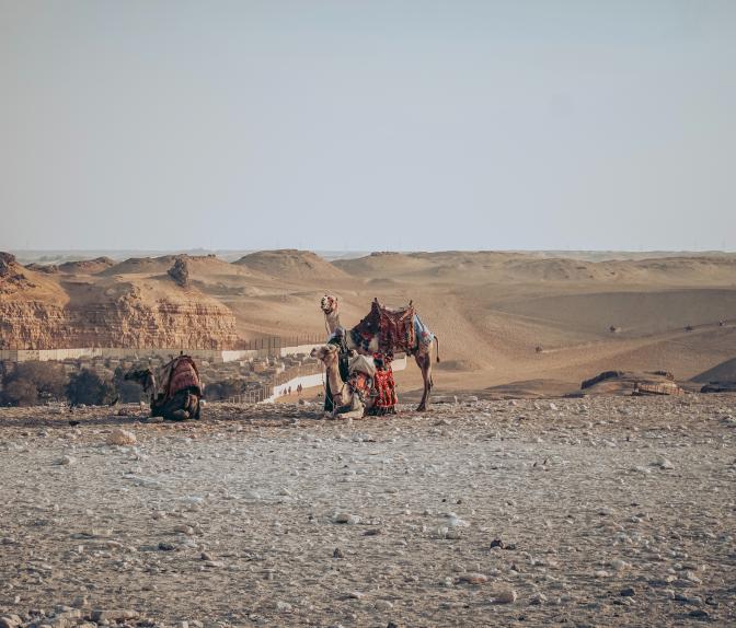 Camels resting on sandy dunes in desert