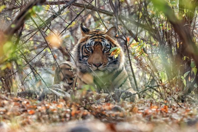 tiger in a forest