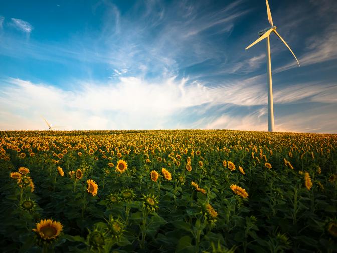 sunflower field with wind turbines