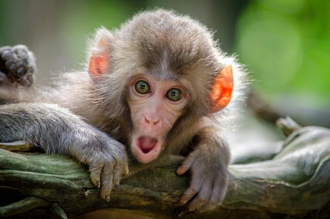 brown coated monkey on a branch