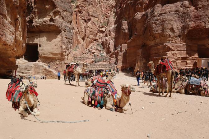 a group of camels and people in the desert