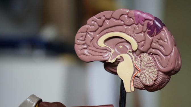 Model of a human brain split in half