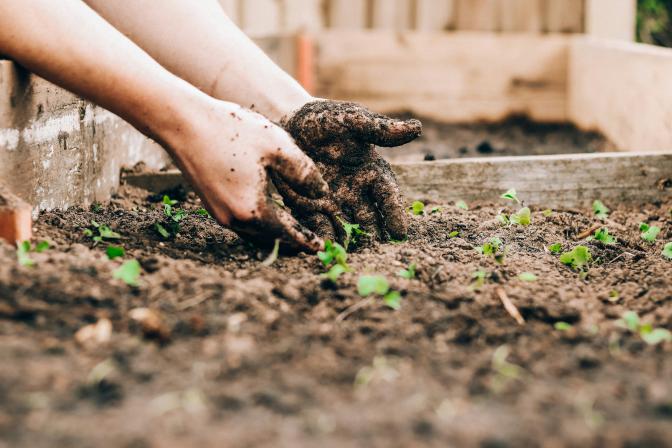 muddy hands working on a seedling box