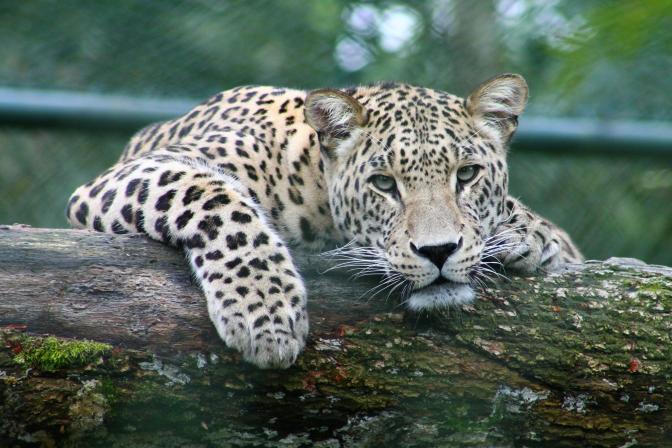 leopard on a tree branch