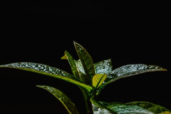 plant with water droplets