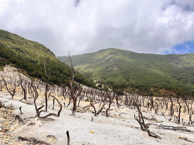 Barren Landscape with Dead Trees and Hills