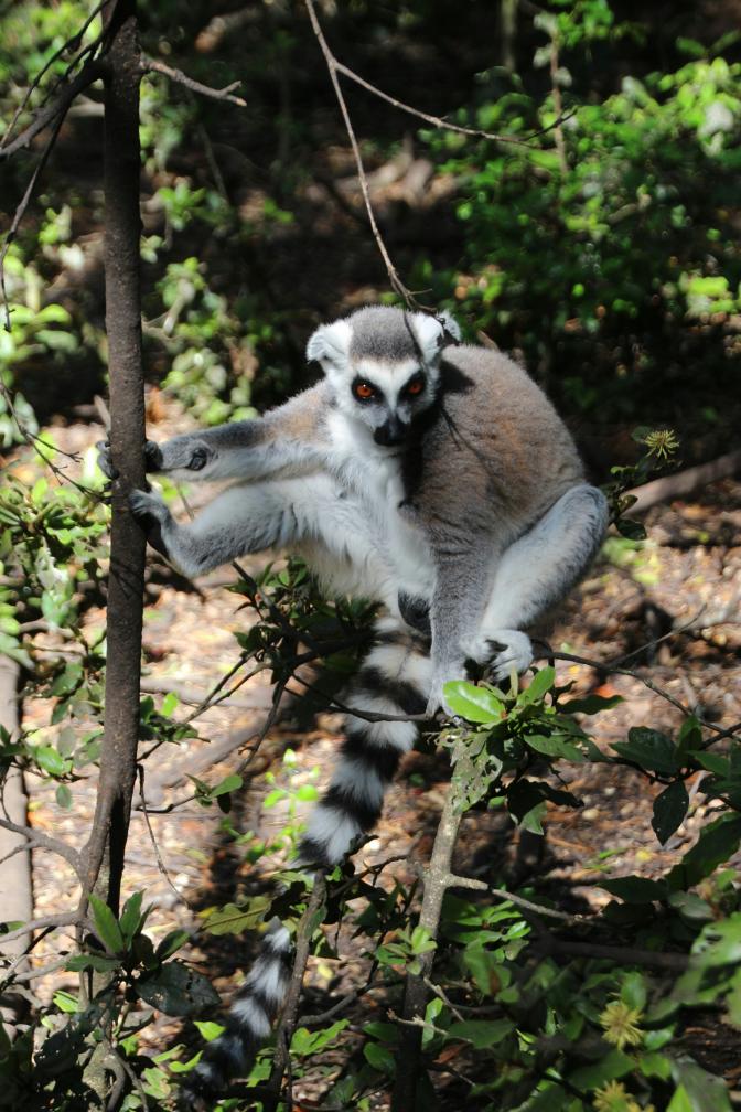 Ring-tailed lemur sits on a tree