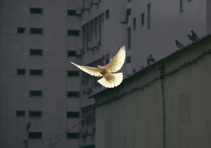 White dove flying amongst high-rise buildings