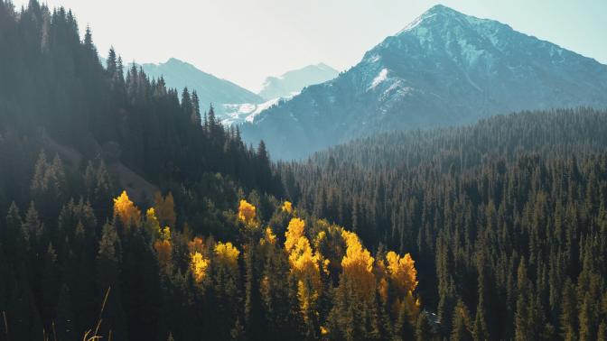 Pine trees and mountains